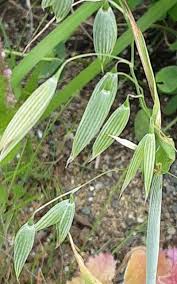 Attēlu rezultāti vaicājumam “Avena sativa”