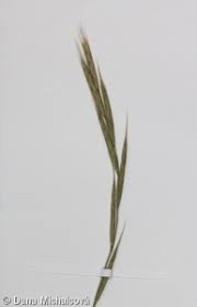 Attēlu rezultāti vaicājumam “Brachypodium sylvaticum fruit”