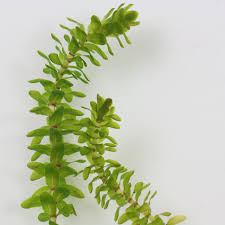 Attēlu rezultāti vaicājumam “Elodea canadensis leaf”