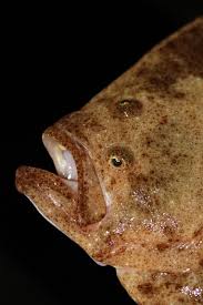 Image result for Scophthalmus maximus