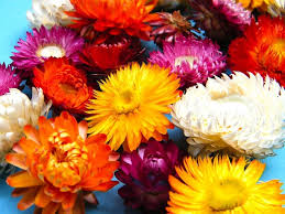 Image result for Helichrysum lindleyii