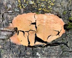 Attēlu rezultāti vaicājumam “Fuligo laevis”