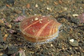 Image result for Placopecten magellanicus