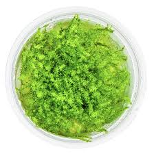 Attēlu rezultāti vaicājumam “Leptodictyum riparium”