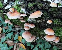 Attēlu rezultāti vaicājumam “Hypholoma lateritium”