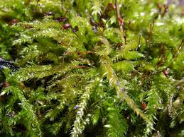 Attēlu rezultāti vaicājumam “Brachythecium rutabulum”