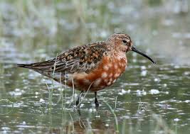 Attēlu rezultāti vaicājumam “Calidris ferruginea adult”