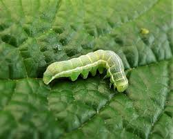 Attēlu rezultāti vaicājumam “Cosmia trapezina”