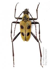 Attēlu rezultāti vaicājumam “Pachyta quadrimaculata”