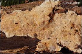 Attēlu rezultāti vaicājumam “Junghuhnia nitida”