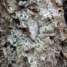 Attēlu rezultāti vaicājumam “Alyxoria varia”