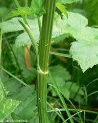 Attēlu rezultāti vaicājumam “Pimpinella major leaf”