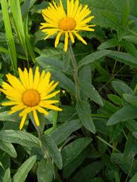 Image result for Inula hirta