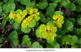 Attēlu rezultāti vaicājumam “Chrysosplenium alternifolium flower”