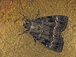 Attēlu rezultāti vaicājumam “Amphipyra pyramidea”