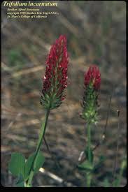 Image result for Trifolium incarnatum