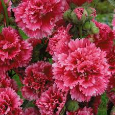 Image result for Alcea rosea