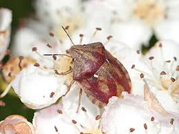 Attēlu rezultāti vaicājumam “Eurygaster testudinaria”