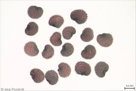 Attēlu rezultāti vaicājumam “Lychnis flos-cuculi fruit”