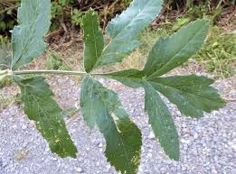 Attēlu rezultāti vaicājumam “Pastinaca sativa subsp. sylvestris”