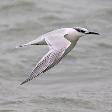 Attēlu rezultāti vaicājumam “Sterna sandvicensis”