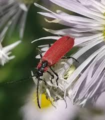 Attēlu rezultāti vaicājumam “Lygistopterus sanguineus”
