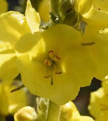 Image result for Verbascum densiflorum