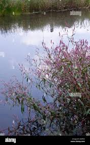 Attēlu rezultāti vaicājumam “Polygonum amphibium flower”