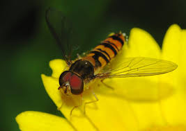 Attēlu rezultāti vaicājumam “Episyrphus balteatus”