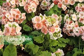 Image result for Primula obconica