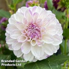 Image result for Dahlia x pinnata `Pompon Lilliput`
