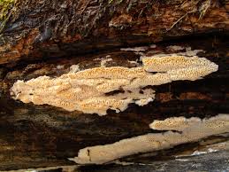 Attēlu rezultāti vaicājumam “Ceriporiopsis aneirina”