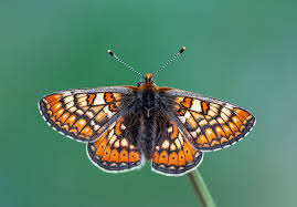 Attēlu rezultāti vaicājumam “Athelia pyriformis”