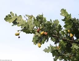 Attēlu rezultāti vaicājumam “Quercus robur fruit”