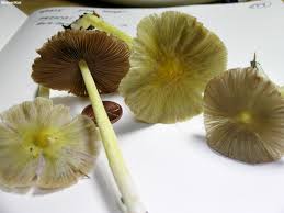 Attēlu rezultāti vaicājumam “Bolbitius vitellinus”