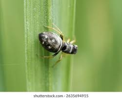 Attēlu rezultāti vaicājumam “Heliophanus sp.”