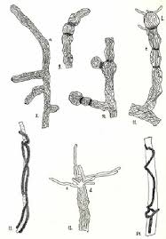 Attēlu rezultāti vaicājumam “Cystocoleus ebeneus”