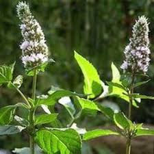Image result for Menta x piperita