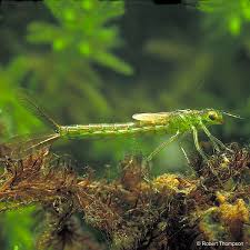 Attēlu rezultāti vaicājumam “Coenagrion puella”