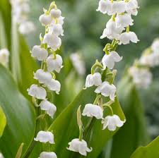 Attēlu rezultāti vaicājumam “Convallaria majalis flower”