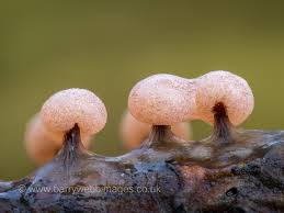 Attēlu rezultāti vaicājumam “Didymium nigripes macro”