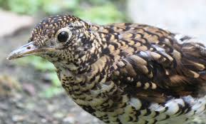 Image result for Zoothera dauma