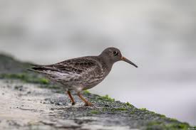 Attēlu rezultāti vaicājumam “Calidris maritima adult”