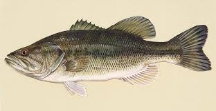 Image result for Micropterus