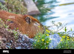 Attēlu rezultāti vaicājumam “Hydrochoerus hydrochaeris”