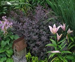 Attēlu rezultāti vaicājumam “Hylotelephium telephium”