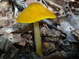 Attēlu rezultāti vaicājumam “Pluteus leoninus”