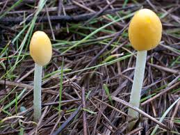 Attēlu rezultāti vaicājumam “Bolbitius vitellinus”