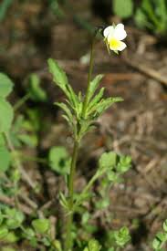 Attēlu rezultāti vaicājumam “Viola arvensis bud”
