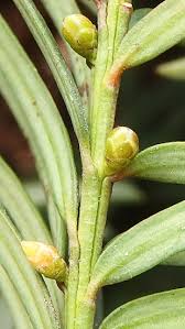 Attēlu rezultāti vaicājumam “Taxus baccata female flower”